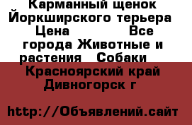 Карманный щенок Йоркширского терьера › Цена ­ 30 000 - Все города Животные и растения » Собаки   . Красноярский край,Дивногорск г.